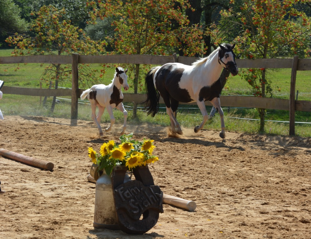 Paint Horse mit Fohlen auf dem Reitplatz
